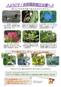 201910月後半見どころ裏表のサムネイル
