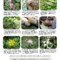 201911月前半見どころ裏表のサムネイル