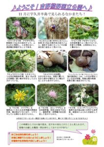 201911月前半見どころ裏表のサムネイル
