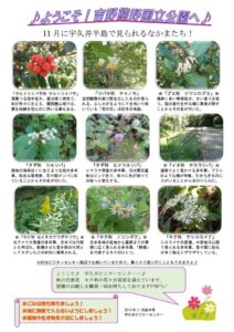 201911月後半見どころ裏表のサムネイル