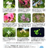 202006月前半見どころ裏表のサムネイル