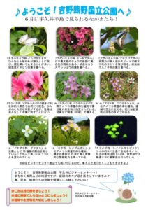 202006月前半見どころ裏表のサムネイル