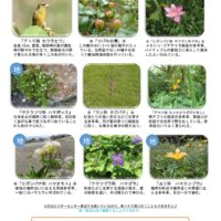 20207月前半見どころ裏表のサムネイル
