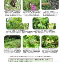 202008月前半見どころ裏表のサムネイル
