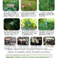 202010月前半見どころ裏表のサムネイル