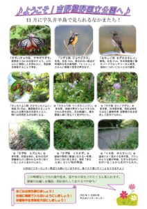 202011月前半見どころ裏表のサムネイル