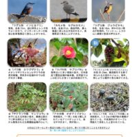 202102月前半見どころ裏表のサムネイル