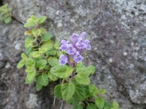 紫色の小さな花たち 宇久井ビジターセンター 紫色の小さな花たち 宇久井ビジターセンター