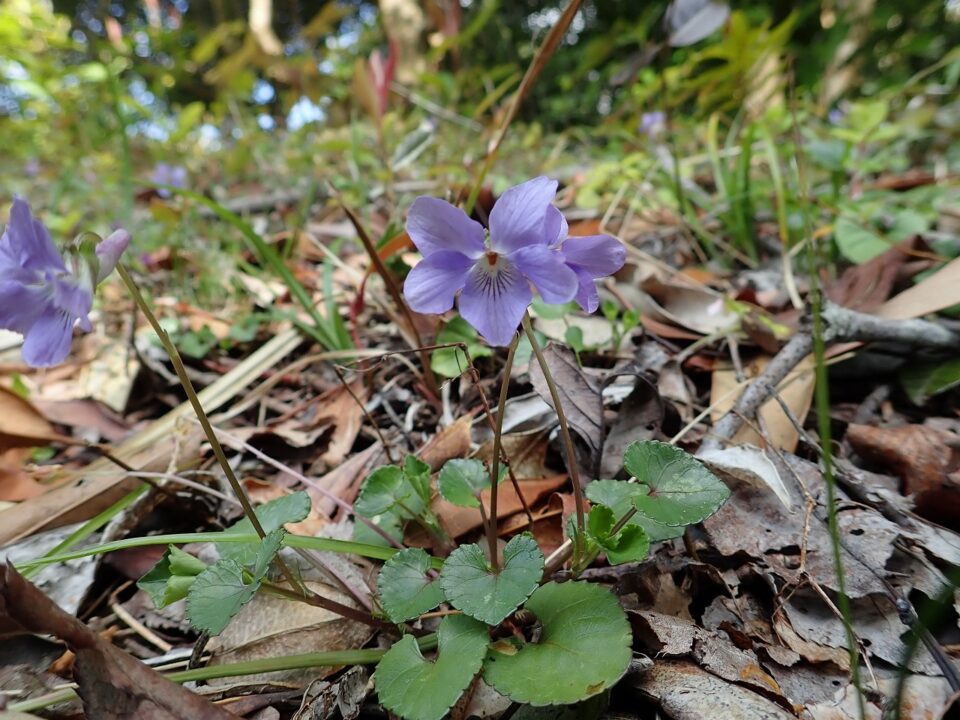 紫色の小さな花たち | 宇久井ビジターセンター