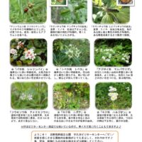 202105月前半見どころ裏表のサムネイル