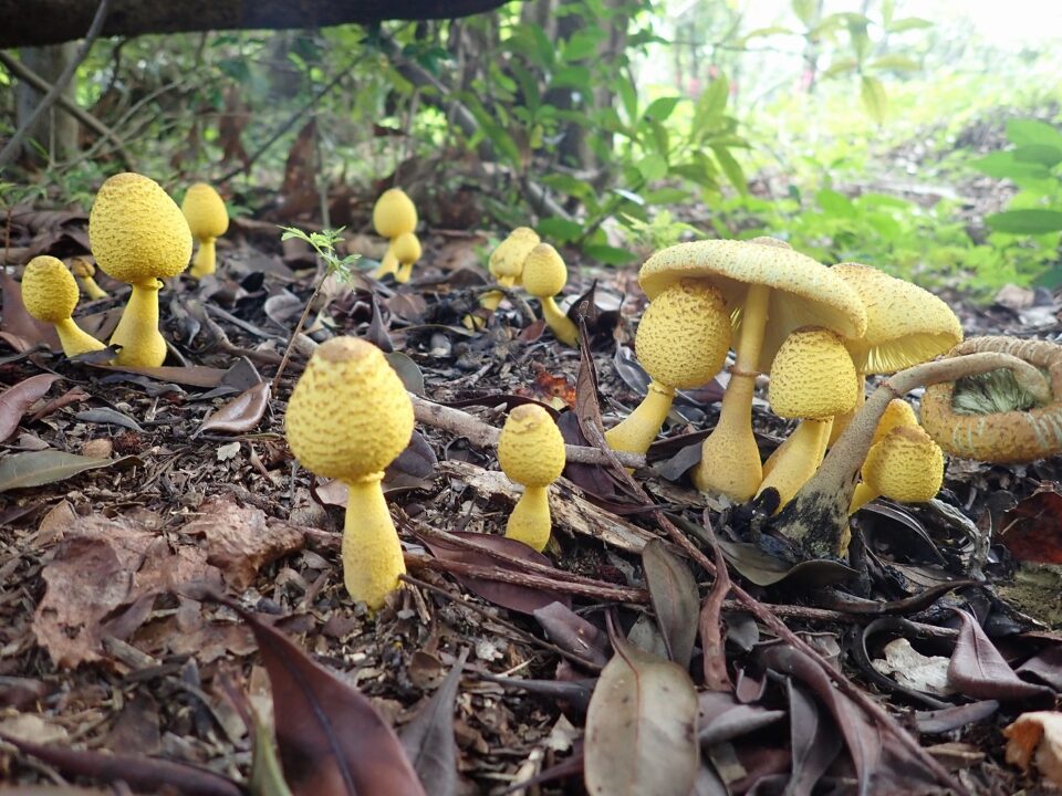 コガネキヌカラカサタケ 宇久井ビジターセンター
