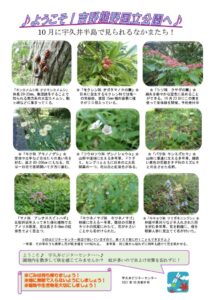202110月前半見どころ裏表のサムネイル