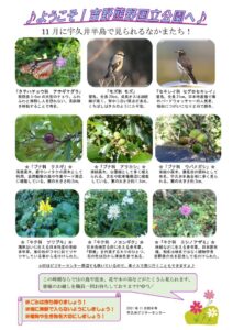 202111月前半見どころ裏表のサムネイル