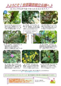 202111月後半見どころ裏表のサムネイル