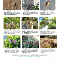 202202月前半見どころ裏表のサムネイル