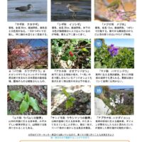 202202月後半見どころ裏表のサムネイル