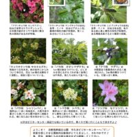 202205月前半見どころ裏表のサムネイル
