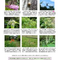 202207月前半見どころ裏表のサムネイル