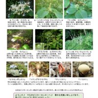 202208月前半見どころ裏表のサムネイル