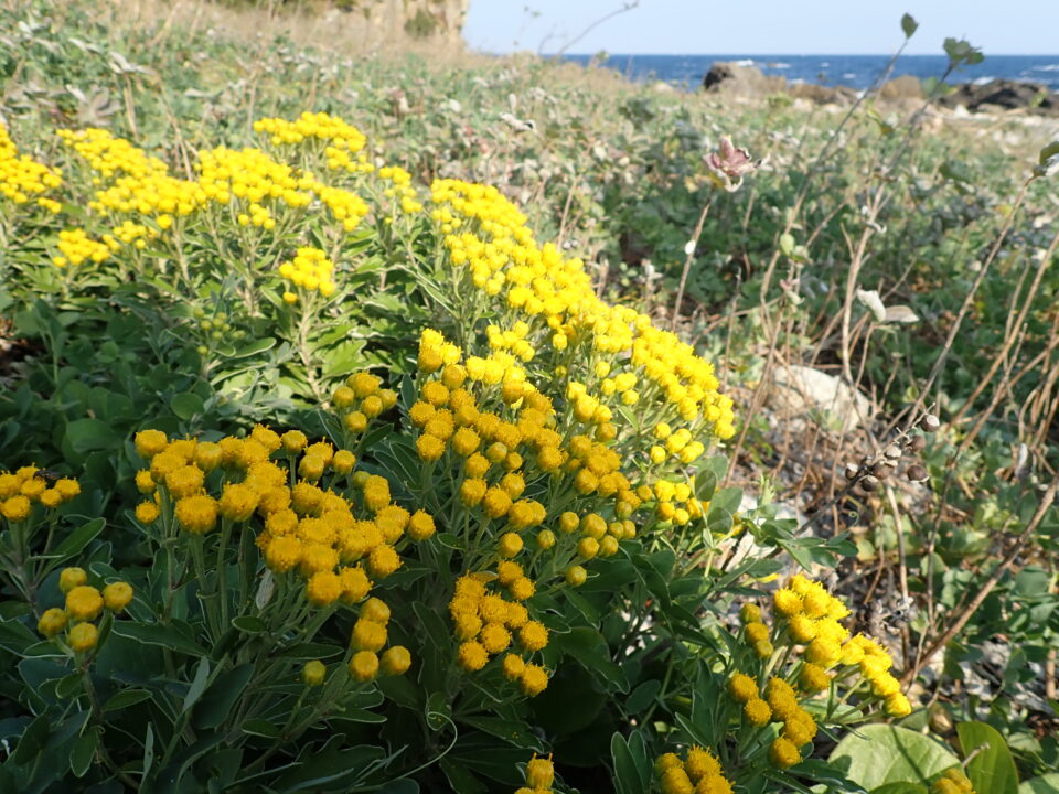 キノクニシオギク 宇久井ビジターセンター