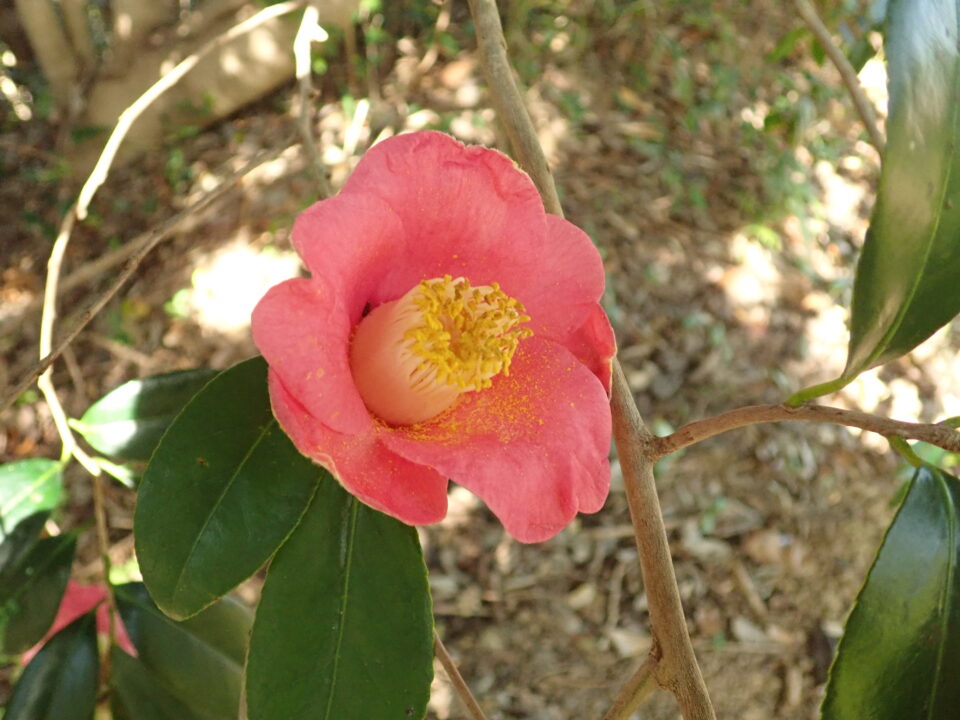 椿の花 宇久井ビジターセンター