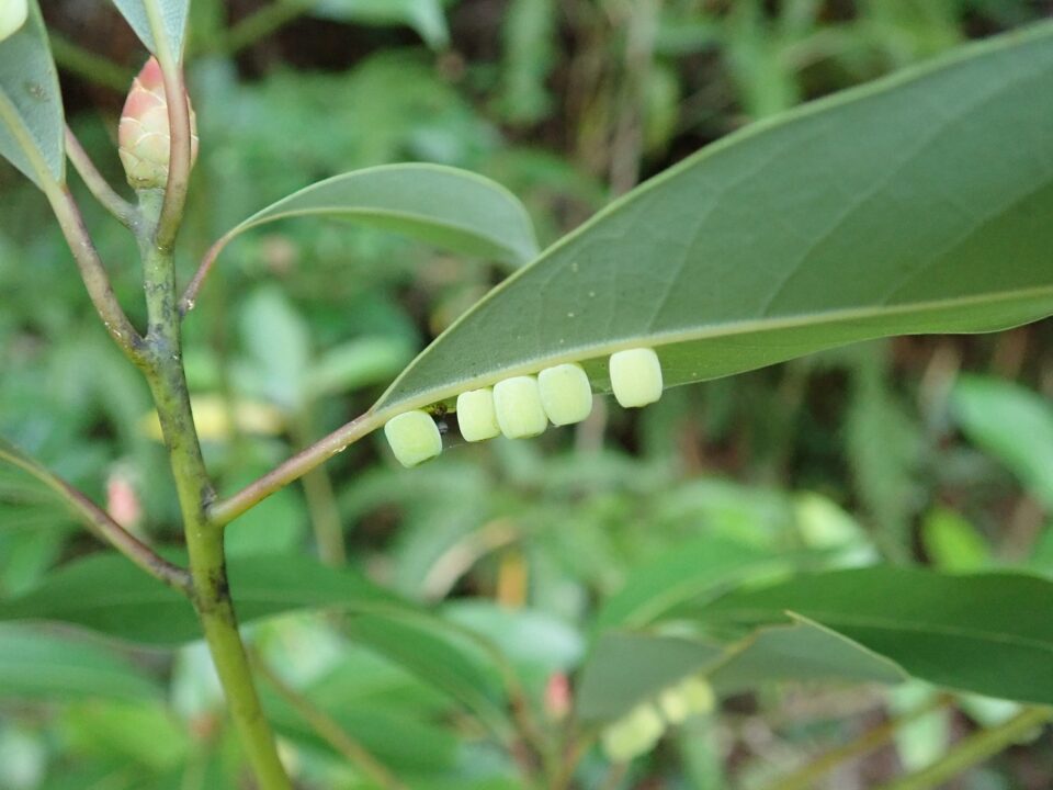 タブノキの虫こぶ | 宇久井ビジターセンター