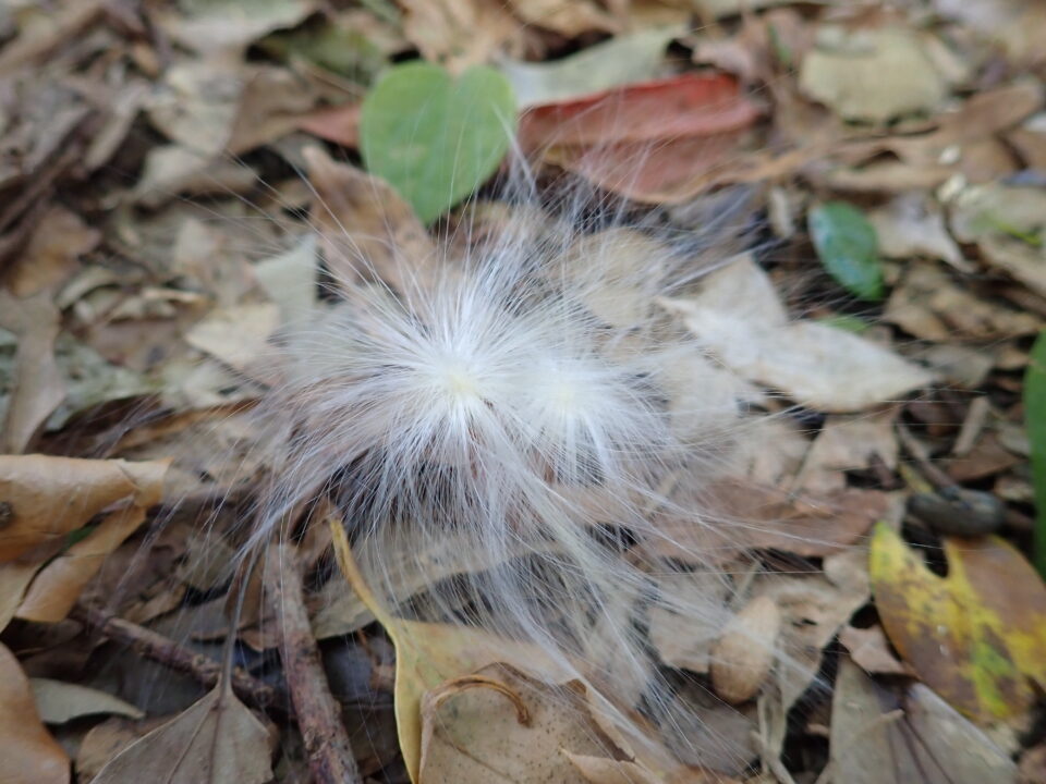 ケサランパサラン