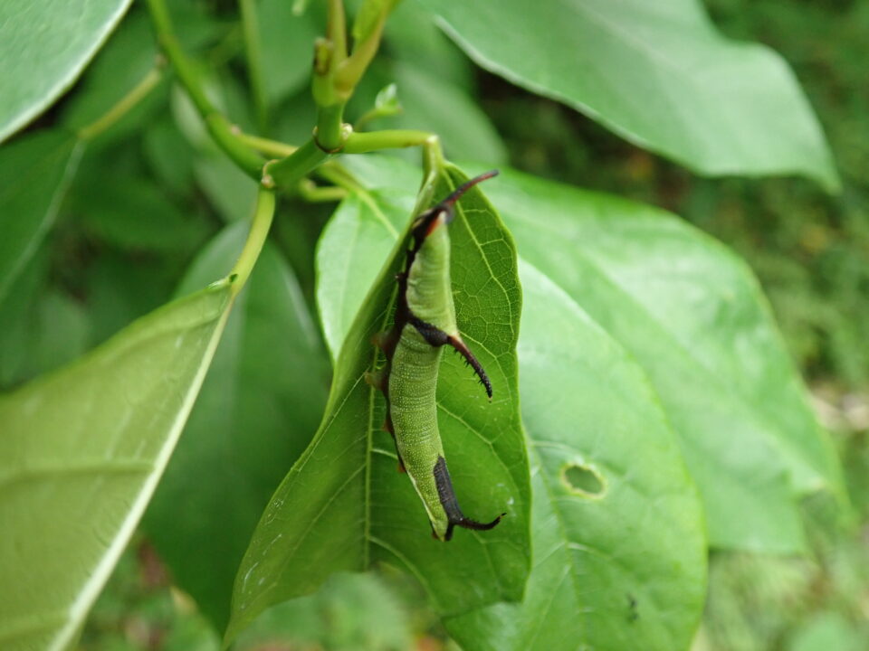 イシガケチョウ | 宇久井ビジターセンター