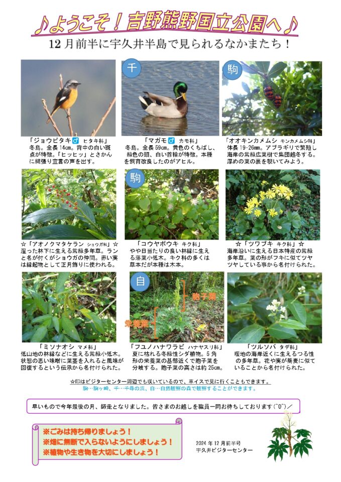 宇久井半島12月前半見どころ情報 | 宇久井ビジターセンター
