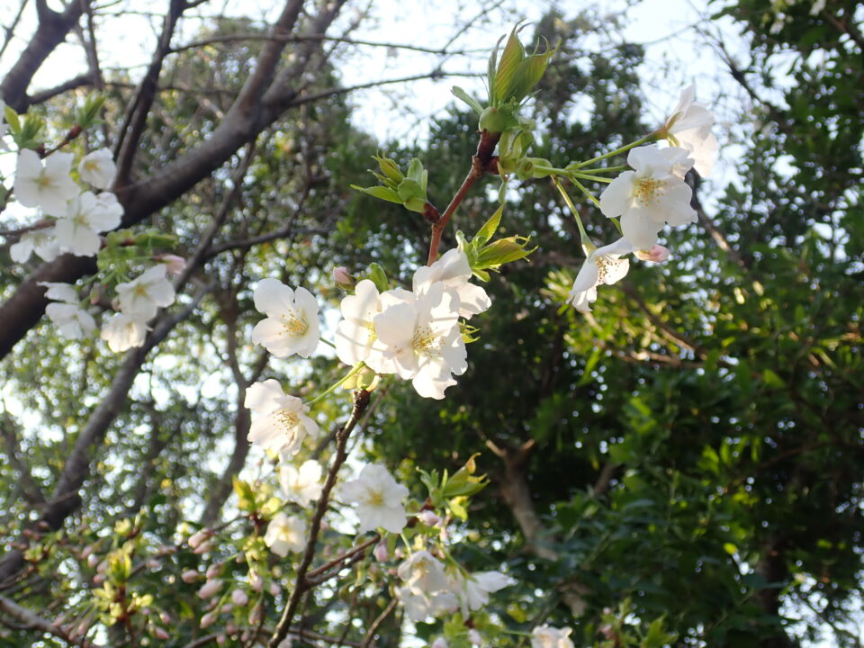 オオシマザクラが咲き始めました | 宇久井ビジターセンター