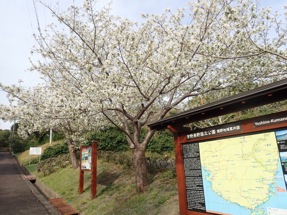 オオシマザクラが見ごろを迎えています | 宇久井ビジターセンター