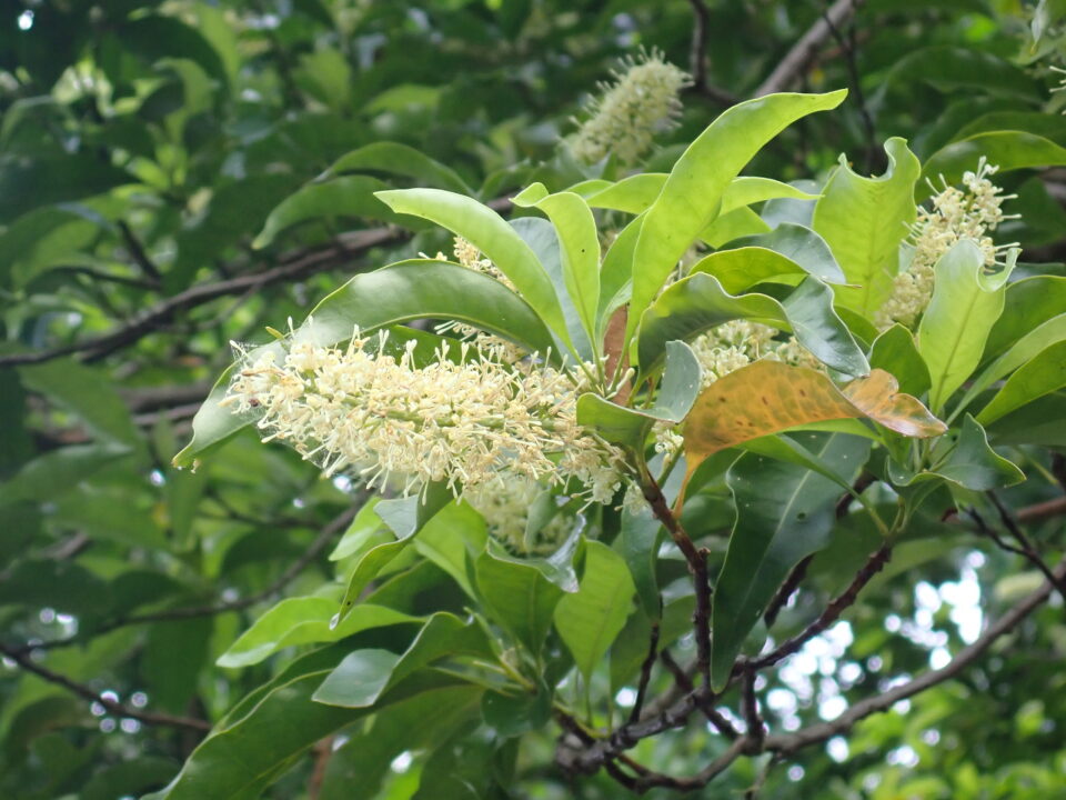 ヤマモガシ | 宇久井ビジターセンター